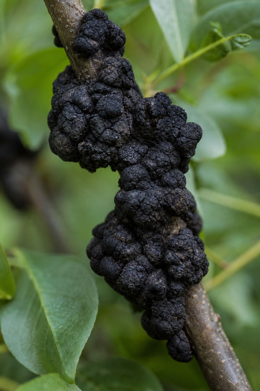 Black Knot Disease in Edmonton by Your Arborist Edmonton