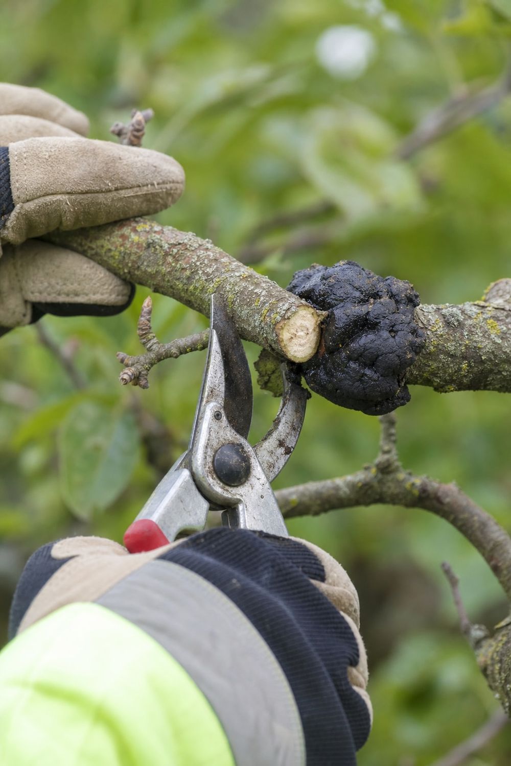 Black Knot Removal in Edmonton by Your Arborist Edmonton