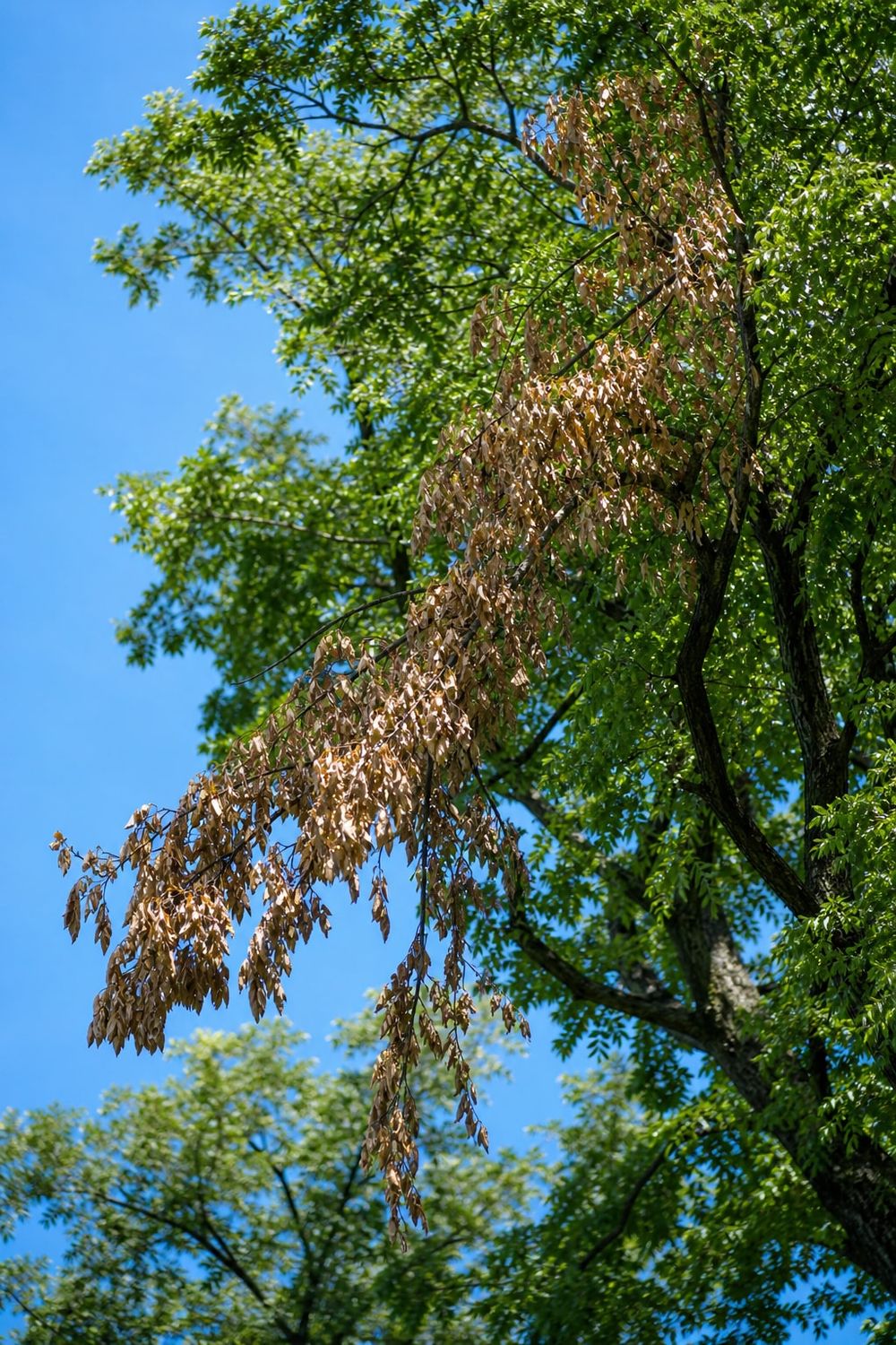 Dutch Elm Disease in Edmonton in Edmonton