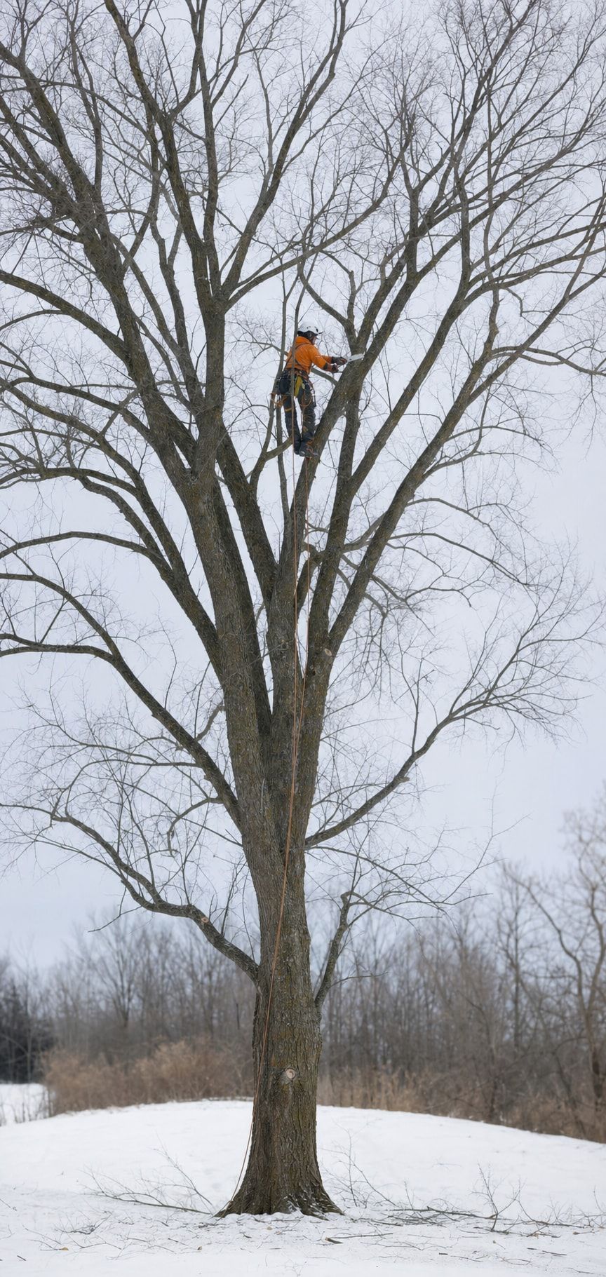 Elm Pruning in Edmonton by Your Arborist Edmonton