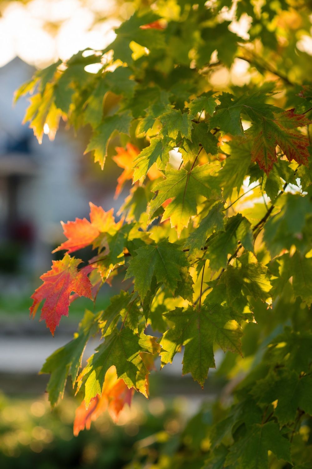 Maple Tree Care in Edmonton by Your Arborist Edmonton