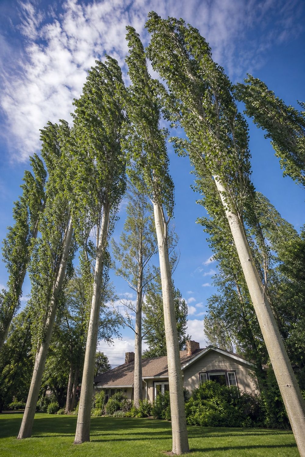 Poplar Tree Removal in Edmonton in Edmonton