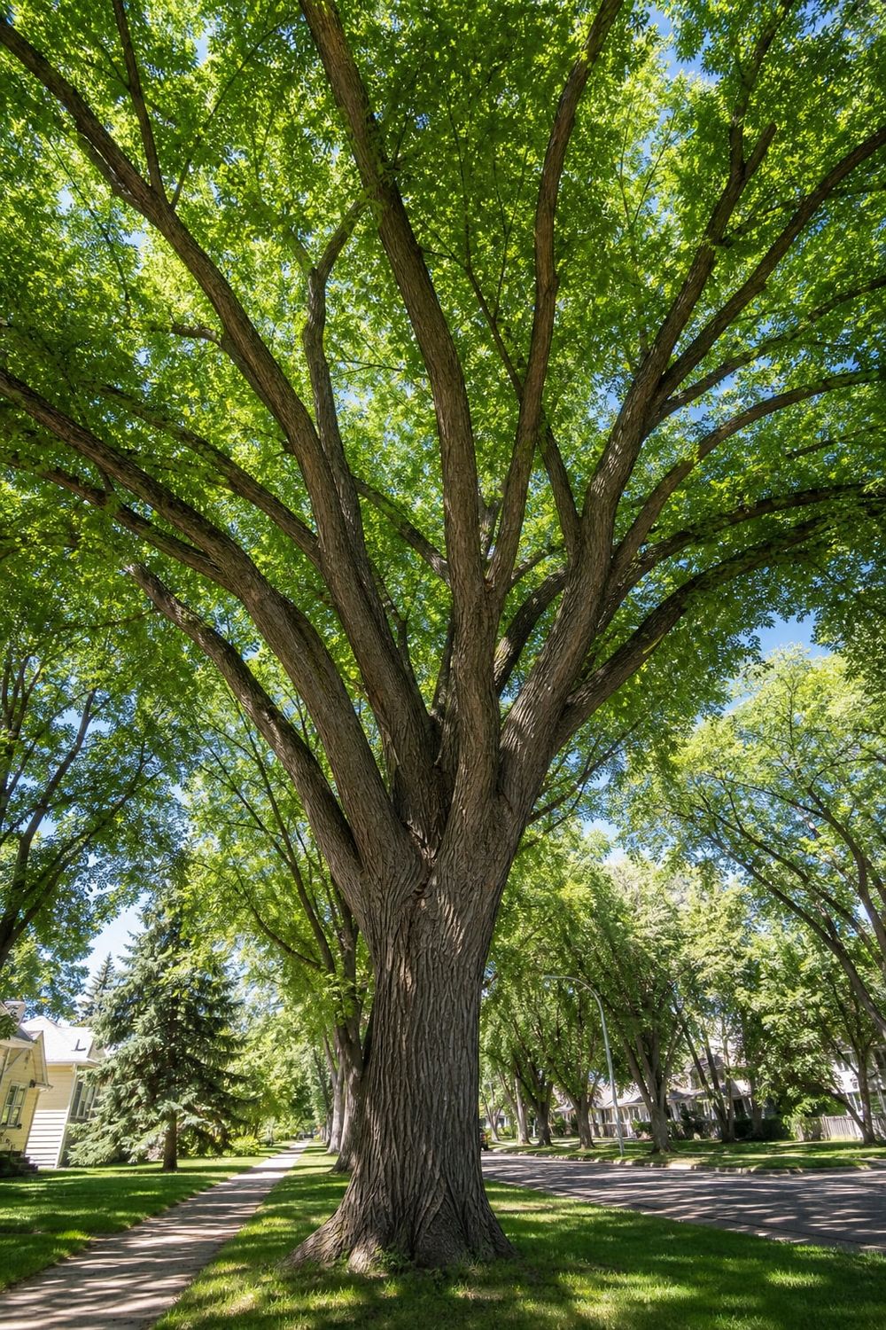 Spruce Tree Care in Edmonton in Edmonton