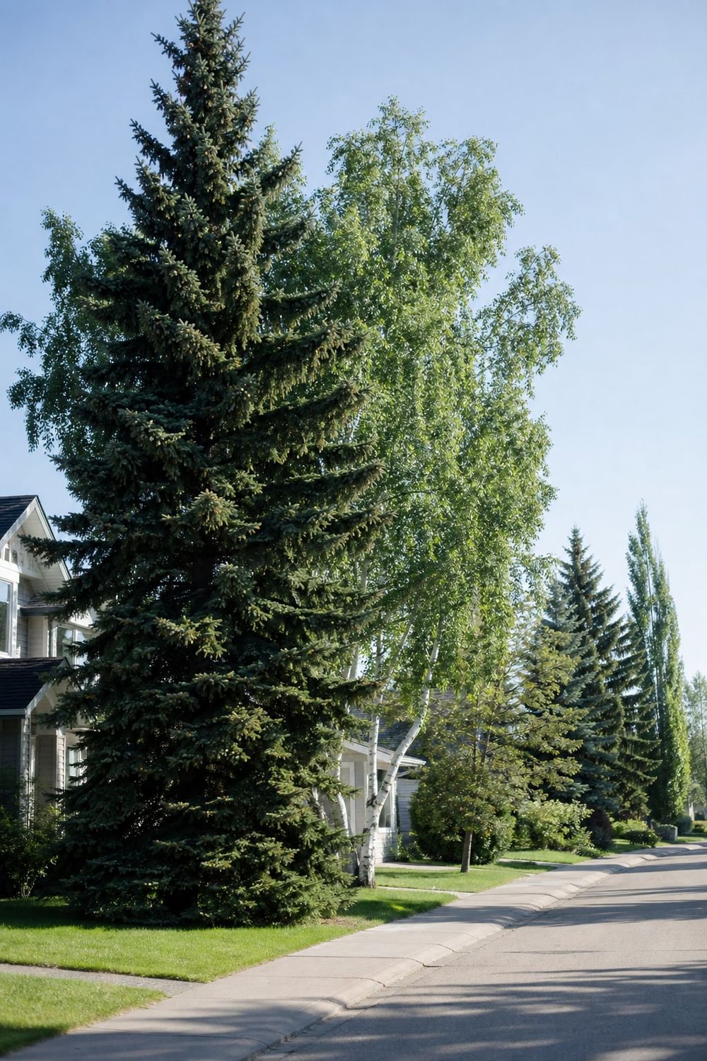 Tree Service in Spruce Grove in Edmonton